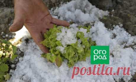 Огород побило градом – что делать? | Новости (Огород.ru)