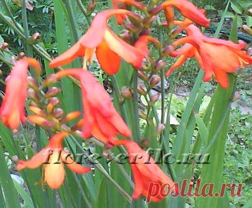 Крокосмия посадка и уход. Монтбреция посадка и уход. Гладиолус японский.
