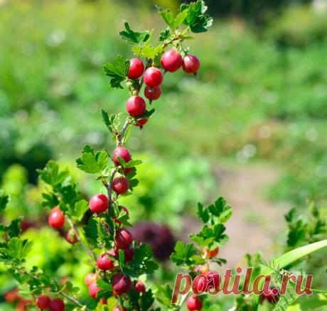 Уход за кустами крыжовника после окончания плодоношения | Огородные шпаргалки | Дзен