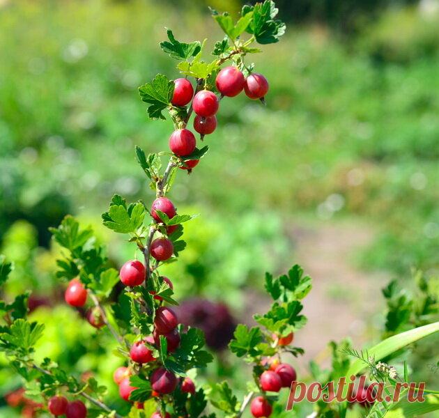 Уход за кустами крыжовника после окончания плодоношения | Огородные шпаргалки | Дзен