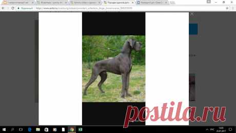 Немецкий дог. Great Dane.