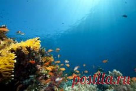 Сегодня 08 июня отмечается "Всемирный день океанов"