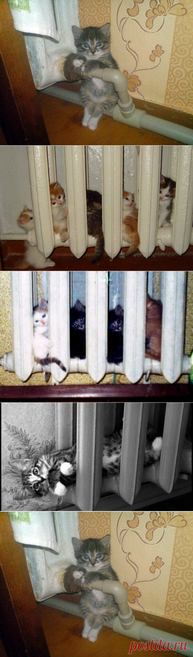 Кошки, которые очень любят тепло / Питомцы