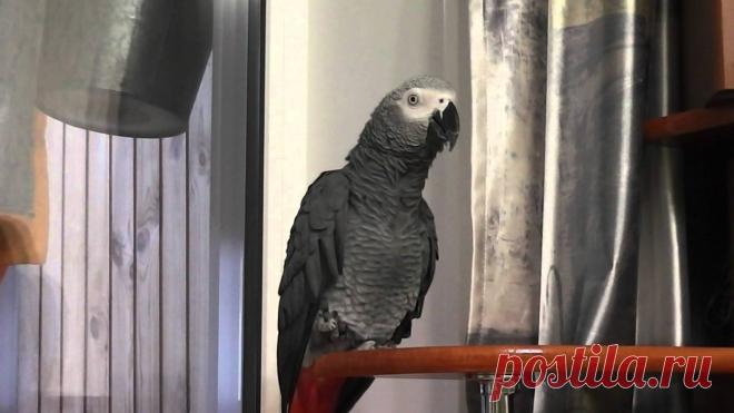 Попугай болтает с хозяином на равных (3,2 млн просмотров) 

Поделиться на Facebook ВКонтакте Twitter Одноклассники
Попугаи относятся к превосходным имитаторам различных звуков. В том числе, они достоверно воспроизводят слова, повторяя их за человеком.
И все …