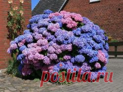 Гортензия осенью: подкормка, уход и особенности подготовки к зиме