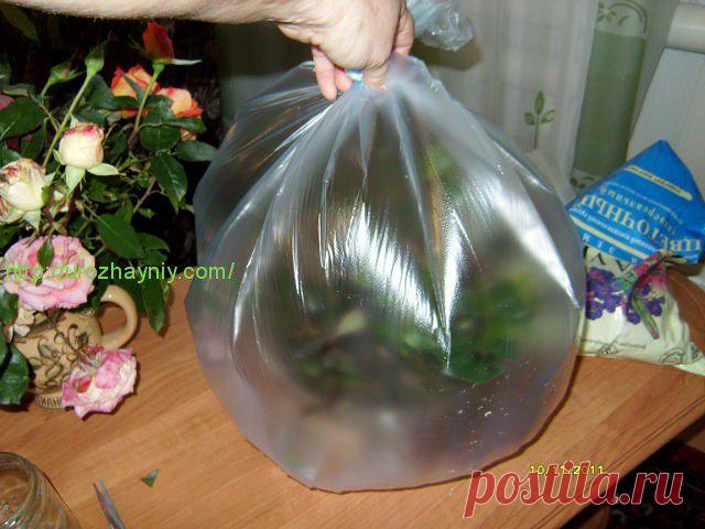 змножение роз из букета черенками. Автор Елена Доленчук.