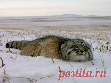 Забайкальский дикий кот  -МАНУЛ!!!Красавец!!!
ОЗЕРО БАЙКАЛ