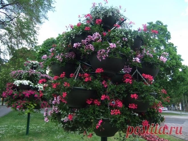 ЦВЕТЫ НА ДАЧЕ