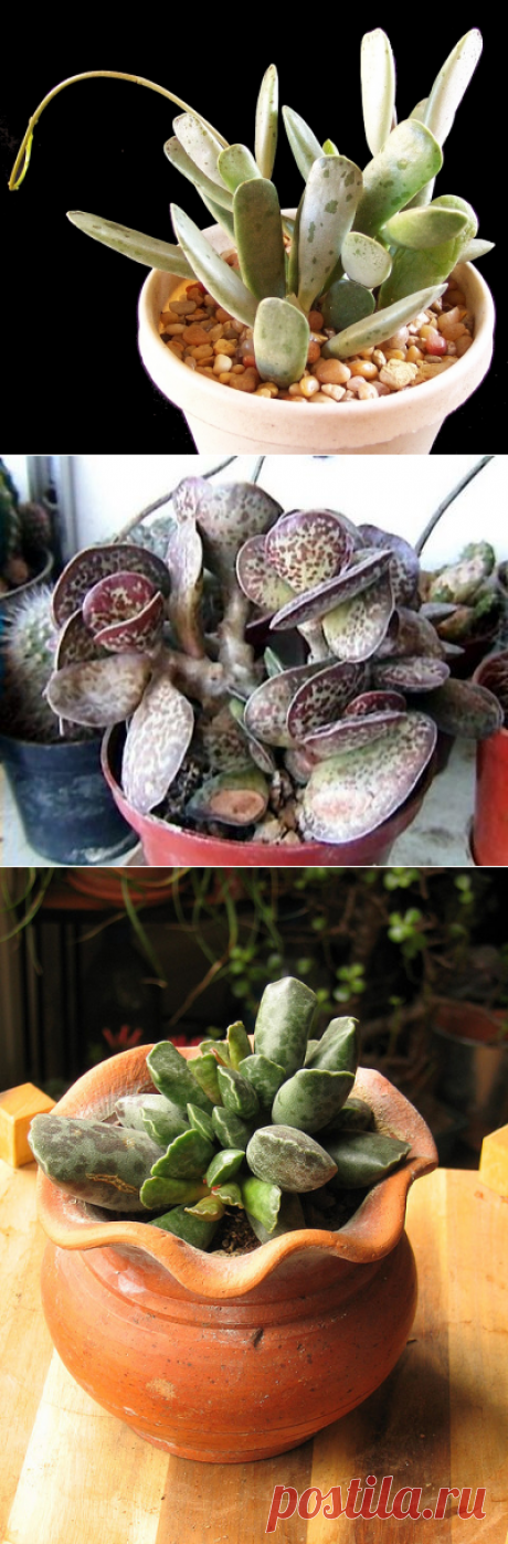 Адромискус - виды, уход, размножение | GreenHome