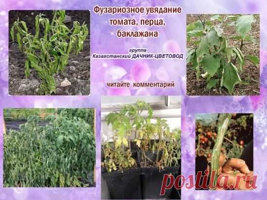 (51) Одноклассники
