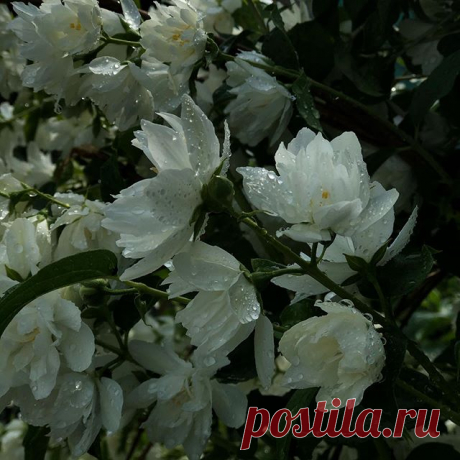 Photo by Мобильная фотография in Уфа Дёма. На изображении может находиться: 1 человек, растение, цветок, дерево, на улице и природа