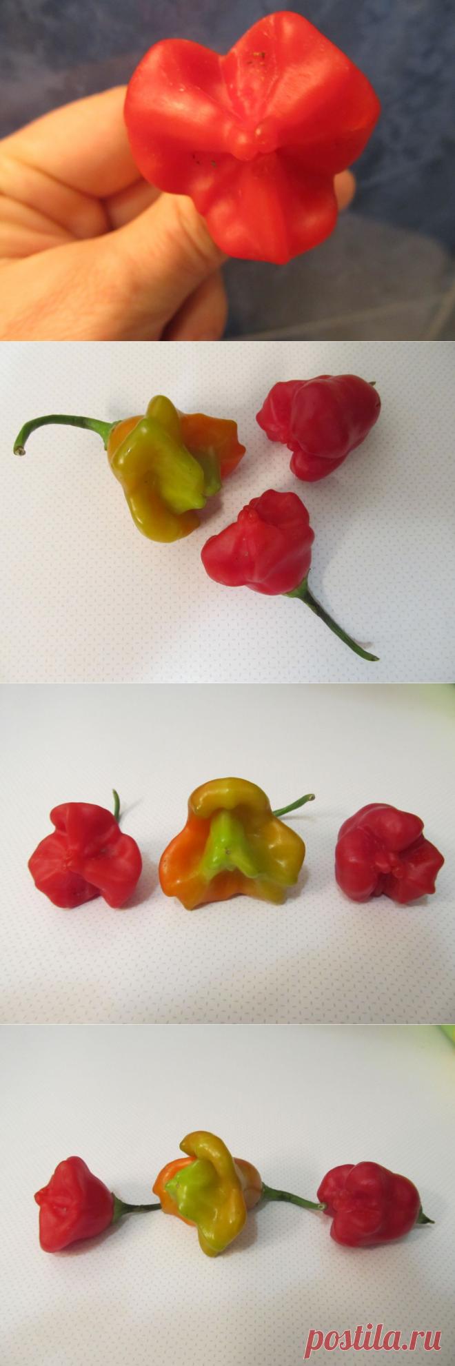 Новый сорт перца / Журнал садовода  Horbenko / 7dach.ru