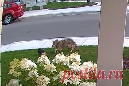 Йоркширский терьер спас десятилетнюю девочку от разъяренного койота. Десятилетняя девочка из Канады пошла гулять с шестилетним йоркширским терьером. За ними погнался койот. Школьница попыталась убежать и выронила поводок. Собака вступила в противостояние с диким животным. Питомец выжил, но получил множество ран от зубов противника. Его лечат в ветеринарной клинике.