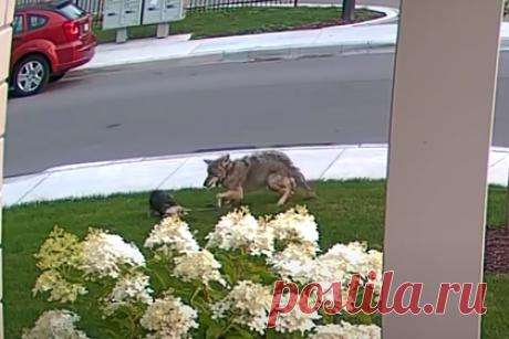 Йоркширский терьер спас десятилетнюю девочку от разъяренного койота. Десятилетняя девочка из Канады пошла гулять с шестилетним йоркширским терьером. За ними погнался койот. Школьница попыталась убежать и выронила поводок. Собака вступила в противостояние с диким животным. Питомец выжил, но получил множество ран от зубов противника. Его лечат в ветеринарной клинике.