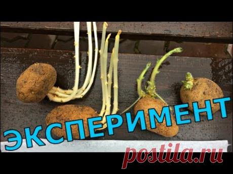 Проращивание картофеля перед посадкой. 3 эффективных способа