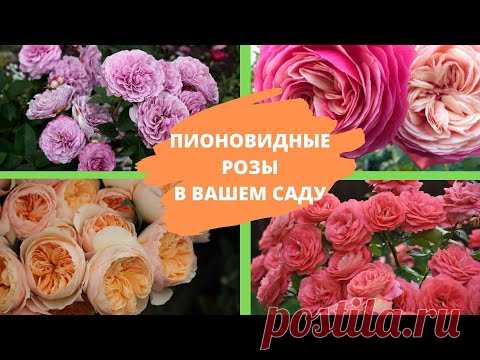 Посадите в своем саду ПИОНОВИДНЫЕ РОЗЫ – и вы ни разу не пожалеете