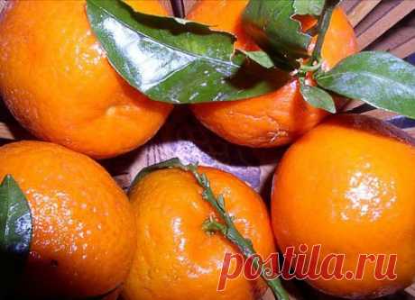 Отдых на природе: чем извести комаров.