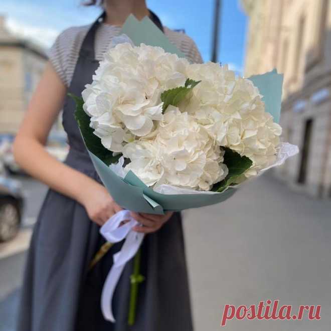 Гортензии белые монобукет