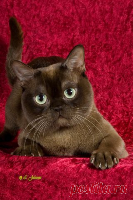 European and American Burmese. «Let`s make it clear!» - Burmese Cats Portal