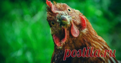 Хотите взять кур на лето? 10 фактов, о которых вам никто не расскажет Все мы не раз слышали лозунги о том, что куры неприхотливы, едят то, что дашь, живут на паре квадратов, а главное легко и без затей обеспечивают семью дачников свежими и вкусными яйцами. А уж предложениями взять кур (хоть молодок, хоть несушек, хоть цыплят) интернет полон круглый год, особенно весной.
