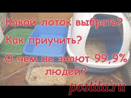 Какой лоток выбрать? Как приучить к лотку? О чем не догадываются 99,9% людей и что НАДО знать?