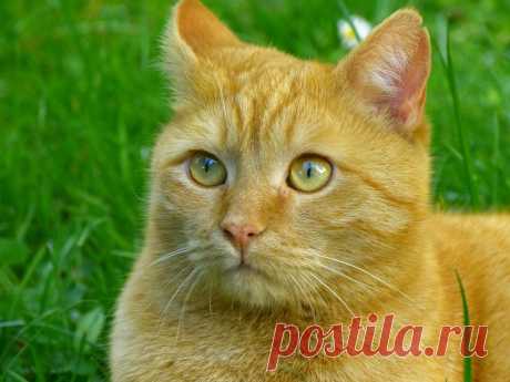 Рыжие коты: реальные факты и мифы