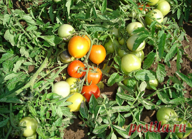 Фитофторы я больше не боюсь! Чудо-средства для защиты растений от этой напасти | Твоя Дача | Яндекс Дзен