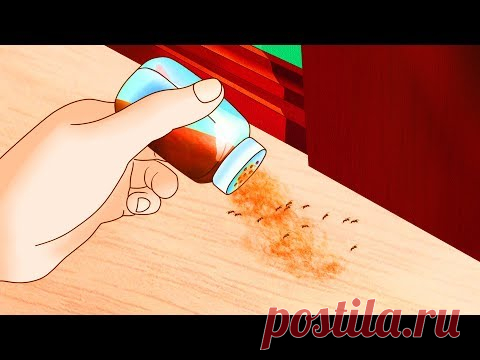 7 Эффективных Способов Избавиться от Домашних Насекомых