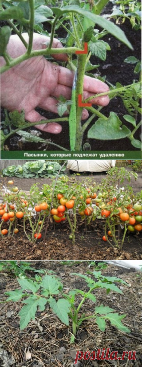 ТОМАТЫ БЕЗ РАССАДЫ

При дефиците времени весной иногда можно отказаться от рассадного периода. При этом отпадают хлопоты с подготовкой горшочков, пропариванием земли, ежедневным поливом рассады и регулировкой температуры в помещении. Посейте томаты прямо в грунт.
Семена