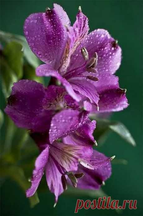 Flowers – Google+
