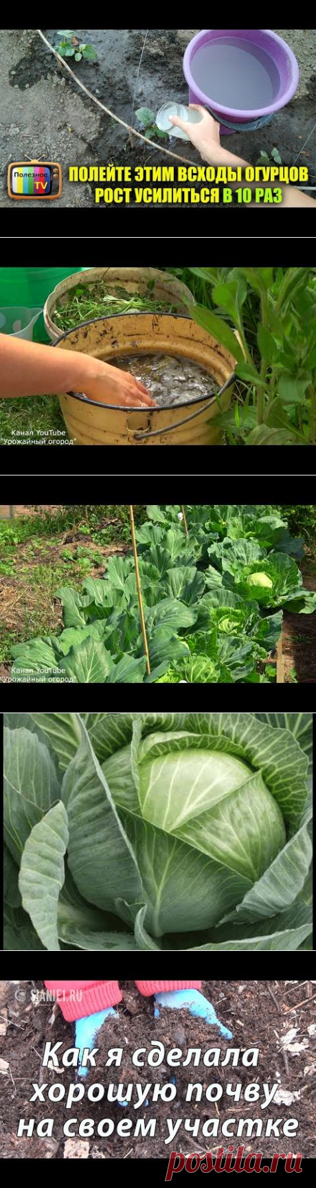 ПОЛЕЙТЕ ЭТИМ ВСХОДЫ ОГУРЦОВ РОСТ УСИЛИТСЯ В 10 РАЗ РАННИЙ УРОЖАЙ - YouTube