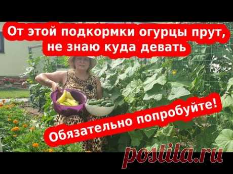 Чем подкормить огурцы, перец и помидоры