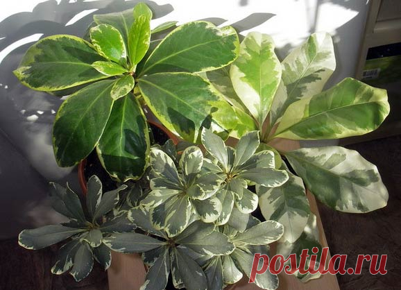 Комнатное растение Пизония (Pisonia). Это растение, похожее своими листьями на фикус, получило название в честь нидерландского натуралиста В.Пизо (1611-1648). Пизонии - небольшие деревья и кустарники, произрастающие в тропиках и субтропиках Австралии и Новой Зеландии.