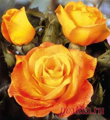 розы
