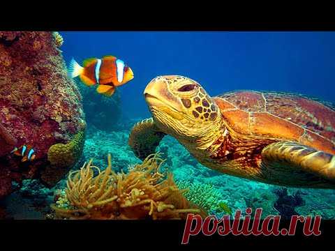 11 ЧАСОВ Потрясающие подводные кадры 4K + музыка | Редкое и красочное видео о морской жизни