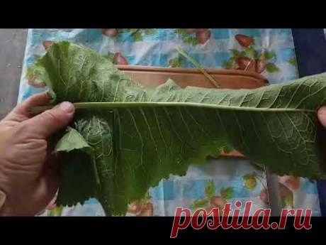 Лист хрена- лучшее лекарство!!! И всегда под рукой. (Рубрика Здоровье)