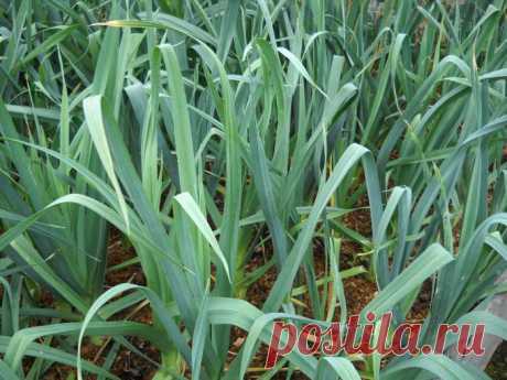 Как вырастить лук порей из семян? Особенности выращивания в зависимости от сорта - Женский журнал LadySpecial.ru : специально для женщин