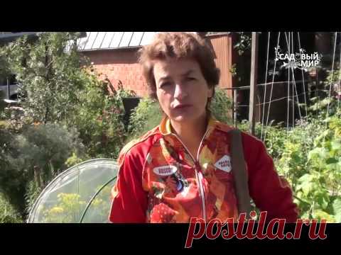 Как выкапывать и хранить чеснок. Сайт 
