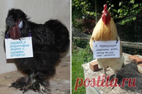 Шкодливые курицы, которые набрались смелости признаться в своих грехах Есть мнение, что тыкать питомцев носом в плоды их разбойной деятельности — это варварство и деспотия. Кот, может быть, уже сто раз раскаялся и пообещал себе больше никогда так не делать. А вы его носо...