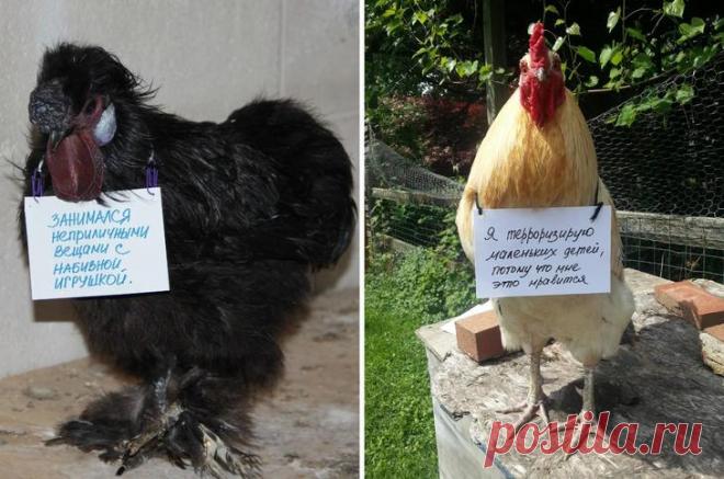 Шкодливые курицы, которые набрались смелости признаться в своих грехах Есть мнение, что тыкать питомцев носом в плоды их разбойной деятельности — это варварство и деспотия. Кот, может быть, уже сто раз раскаялся и пообещал себе больше никогда так не делать. А вы его носо...