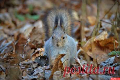 Фото: Белка. Фотограф Константин Анисимов. Фото животных - Фотосайт Rasfokus.ru
