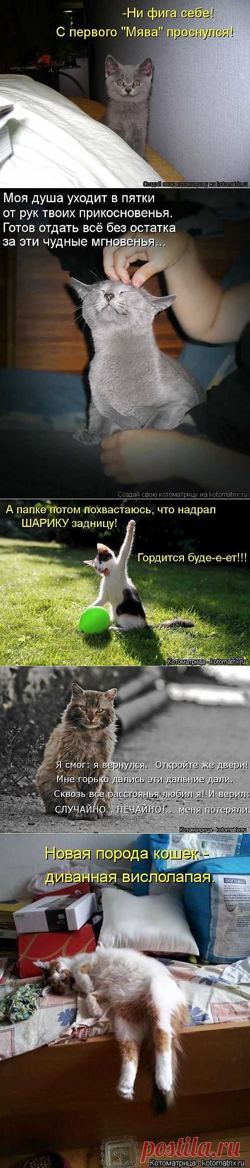 Улыбательные котоматрицы / Приколы