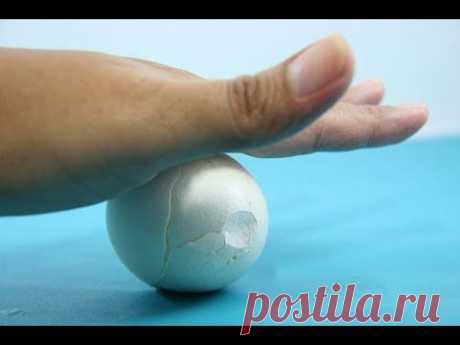 If You Eat Eggs, You Need To See This. Amazing Trick! | PetFlow Blog - The most interesting news for pet parents around the world.