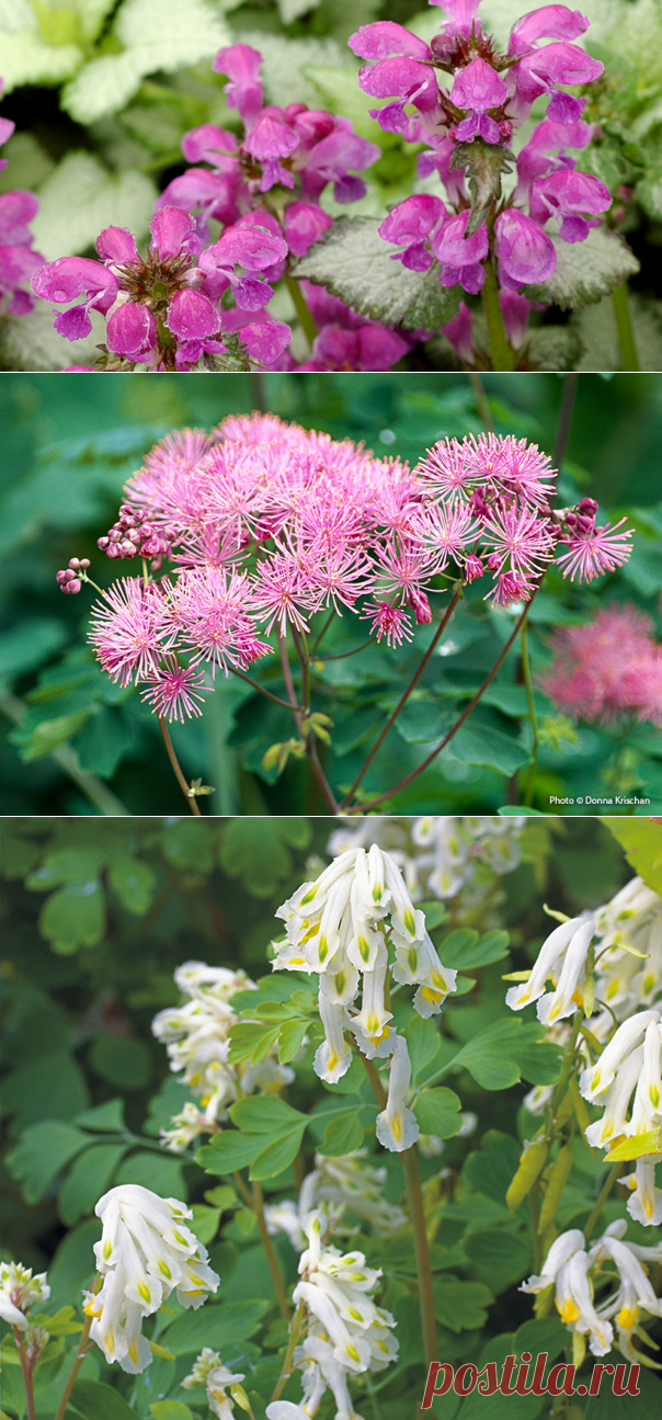 Summer stars for shade | Garden Gate Magazine