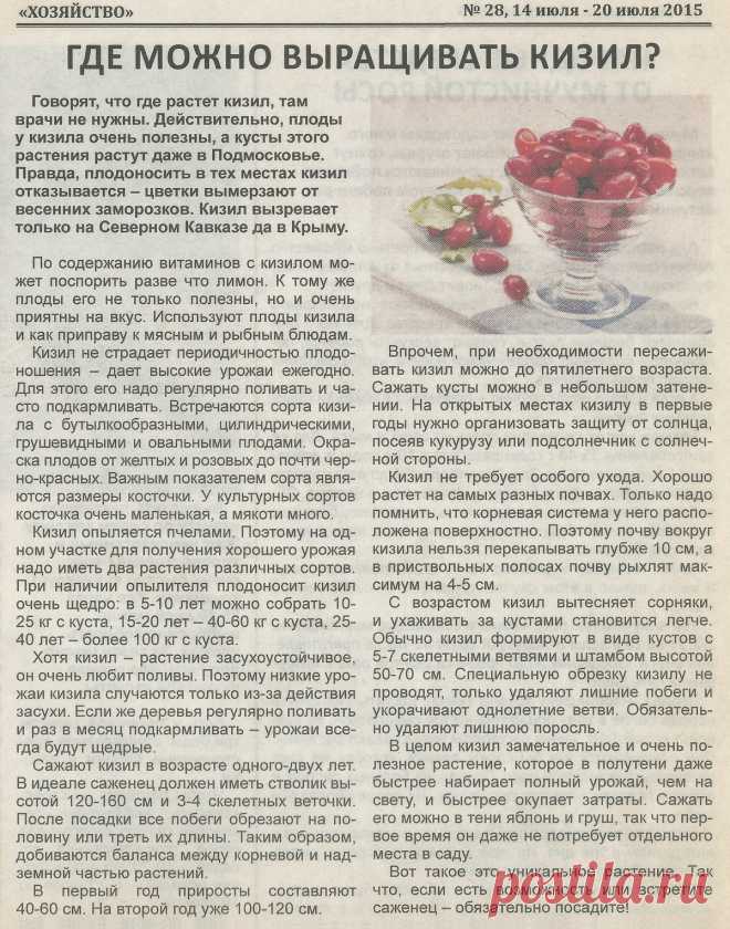 Где можно выращивать кизил