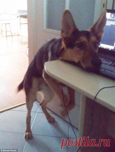 Милые собаки-хулигаки