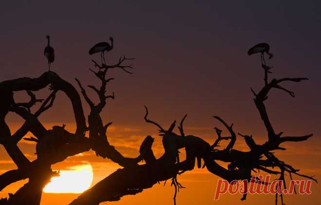 Кирилл Дорофеев → Птицы → Встречающие рассвет