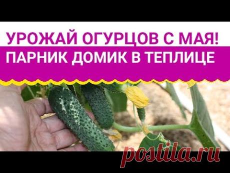 Самый ранний урожай огурцов! Парник-домик в теплице