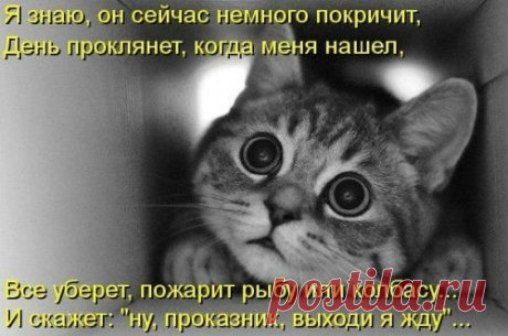 котики Поиск