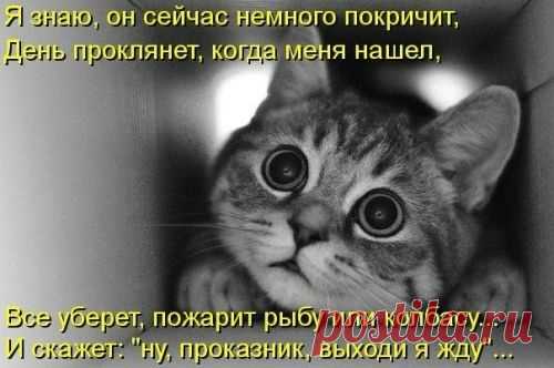 котики Поиск
